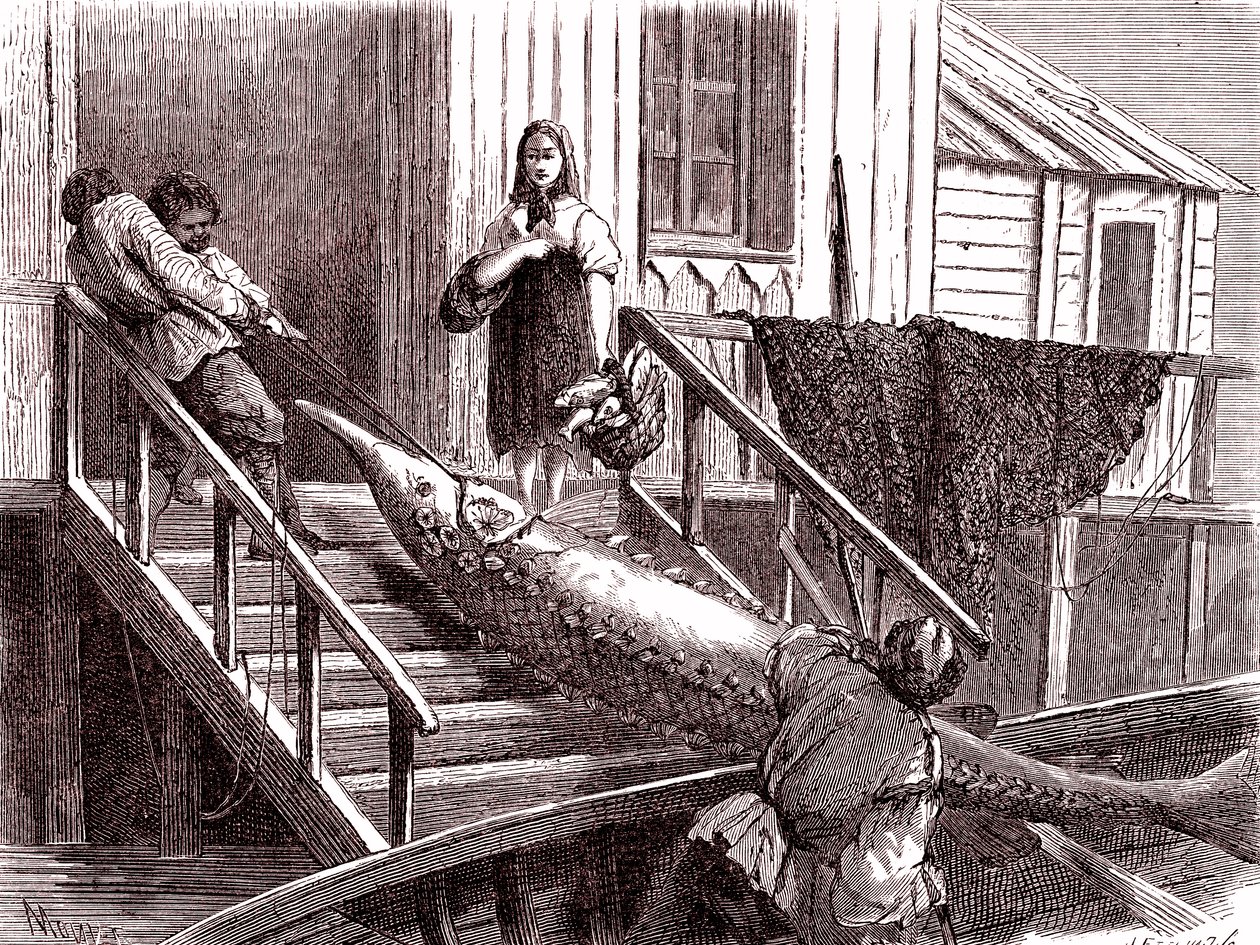 Rusya'nın Volga Nehri'nde mersin balığı avlanıyor. 1867 (gravür) by Jean Pierre Moynet
