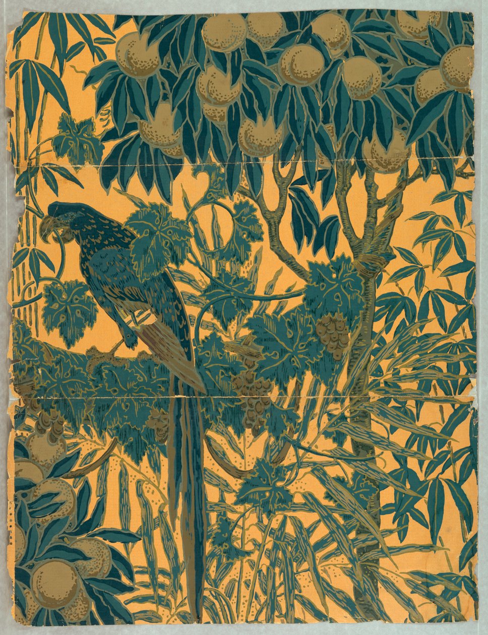 Yan Duvar, Amerika Papağanı, 1908 by Jeffrey