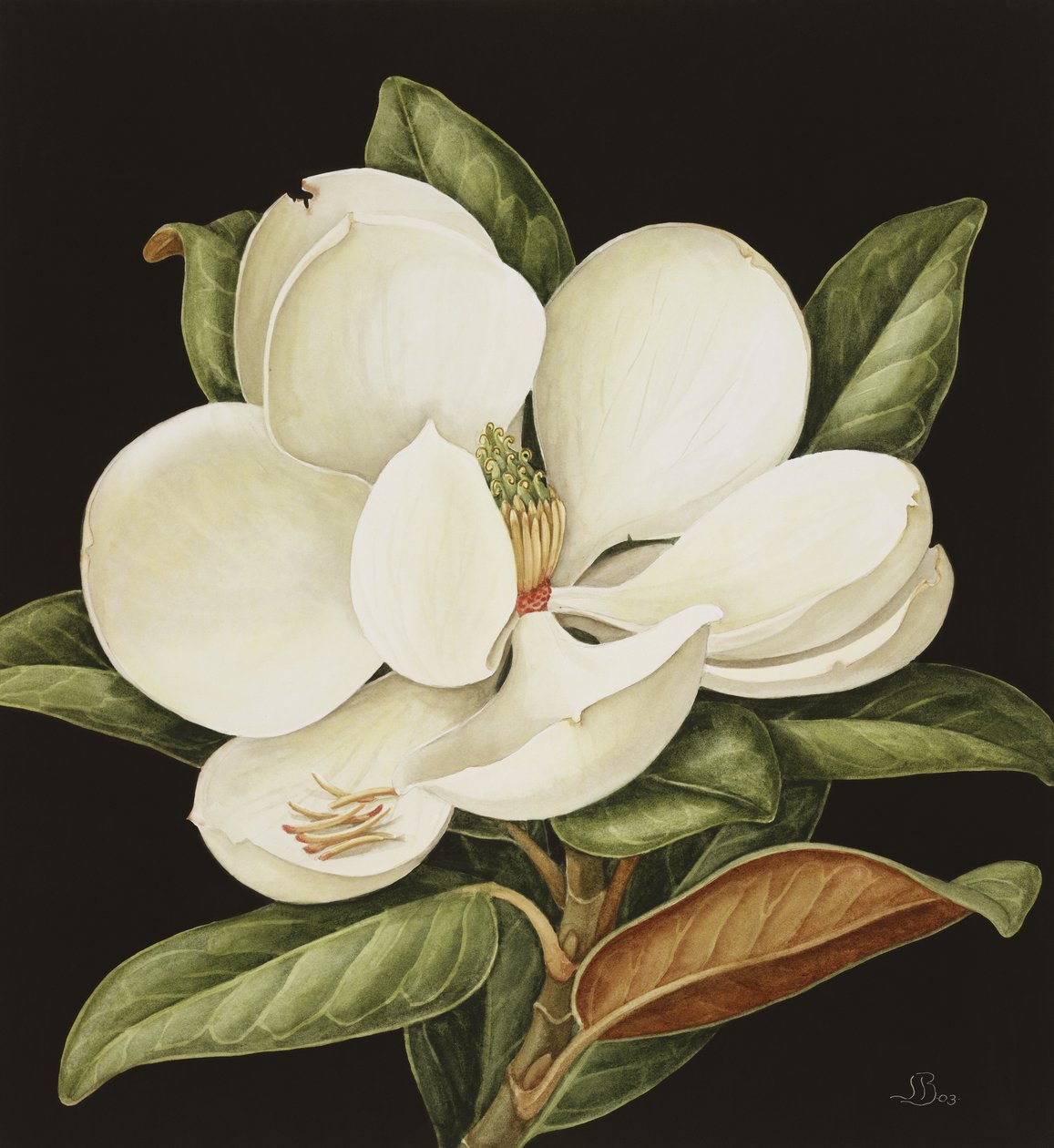 Magnolia Grandiflora, 2003 (kağıt üzerinde wc) by Jenny Barron