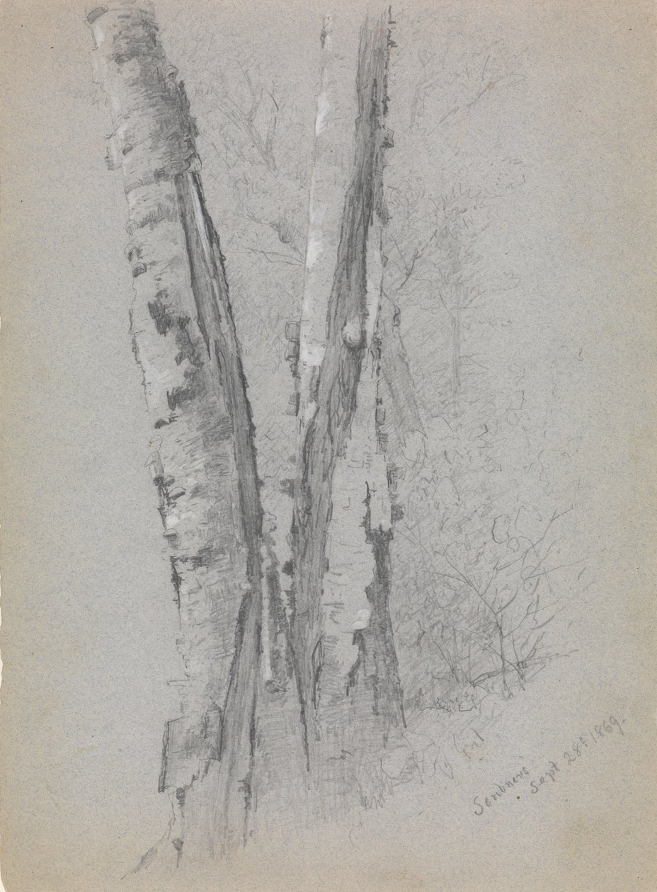 Birch Trunks Scribners