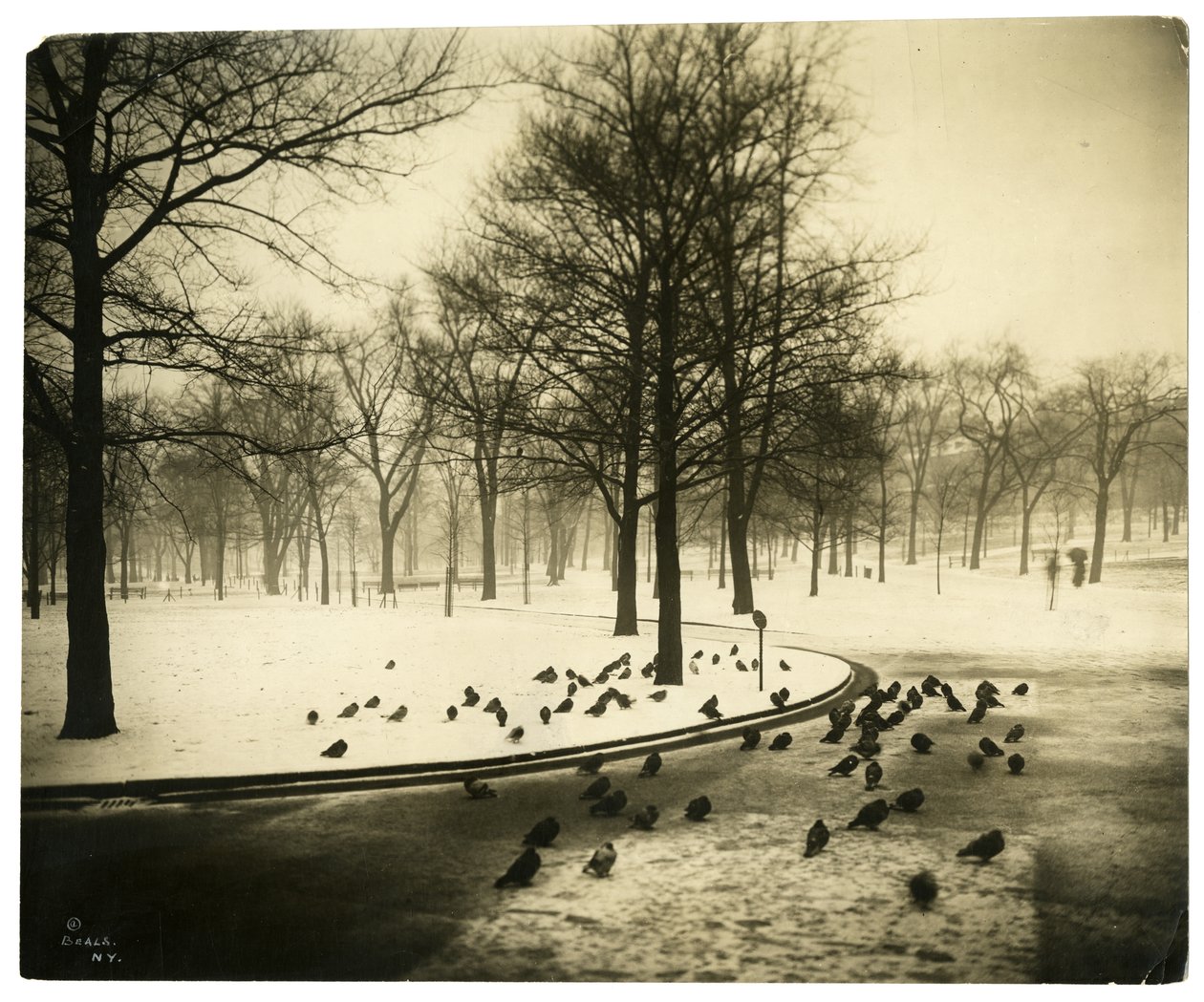 Common with pigeons, Boston, USA, c.1902-10 (gelatin silver photo) by Jessie Tarbox Beals