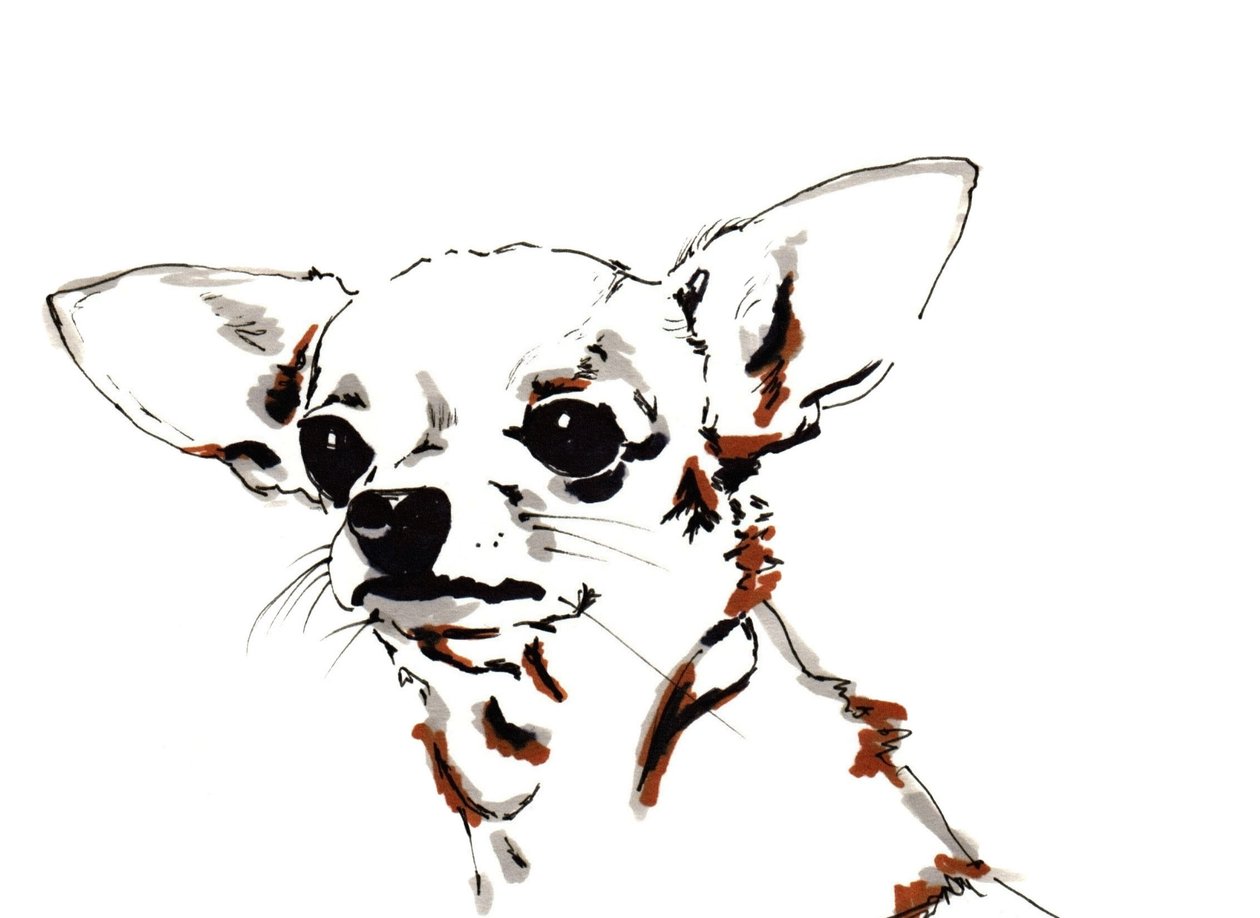 Big Ears the Chihuahua, 2012 (kalem, kağıt üzerine mürekkep) by Jo Chambers
