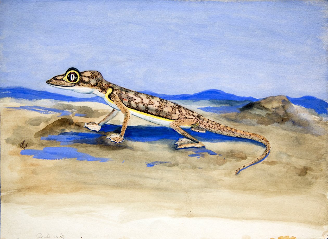 Palmatogecko rangei Anderson, 1928 (wc on paper) by Joan Procter