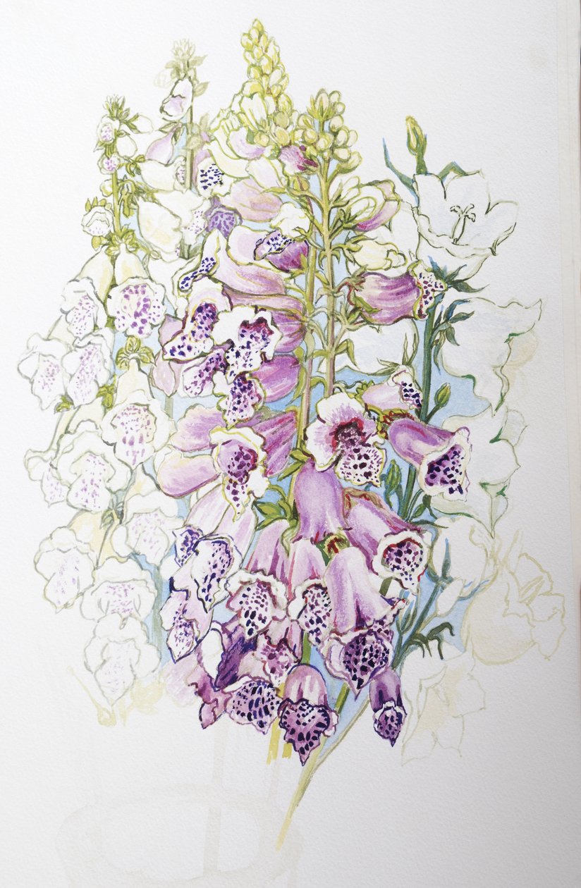 Foxgloves ve White Campanulas,2012,(el yapımı kağıt üzerine wc) by Joan Thewsey