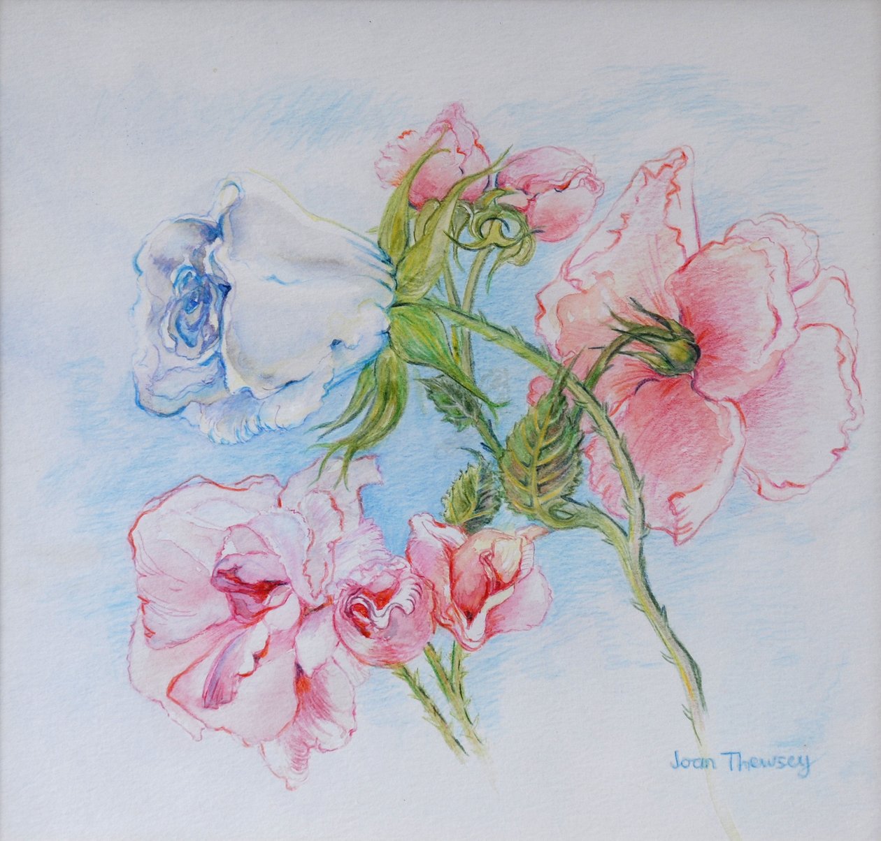 Sabah Gülleri 2002 by Joan Thewsey