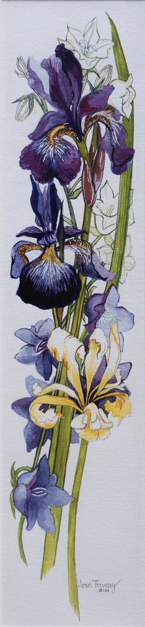 Beyaz ve Leylak Çan çiçeği ile Mor ve Sarı Süsenler,2013, el yapımı kağıt üzerine wc by Joan Thewsey