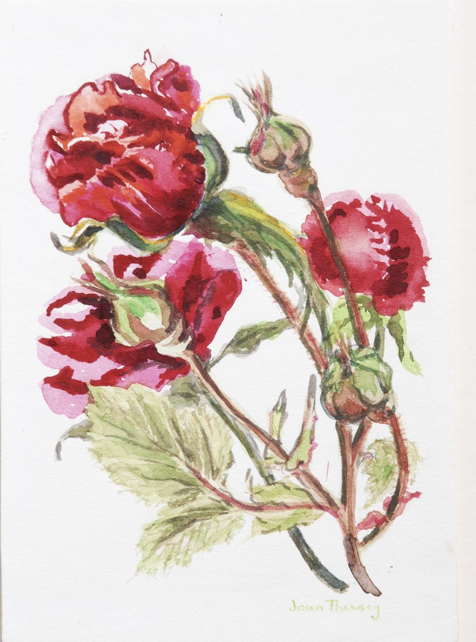 Kırmızı Gül Spreyi,2001, (el yapımı suluboya panosunda wc) by Joan Thewsey