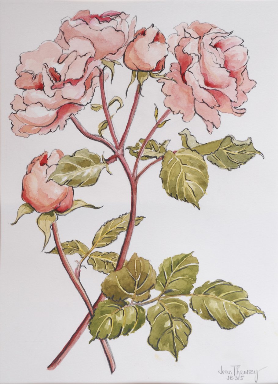 Güller,Abraham Derby, 2012,(el yapımı kağıt üzerine kurşun kalem ve sulu boya) by Joan Thewsey