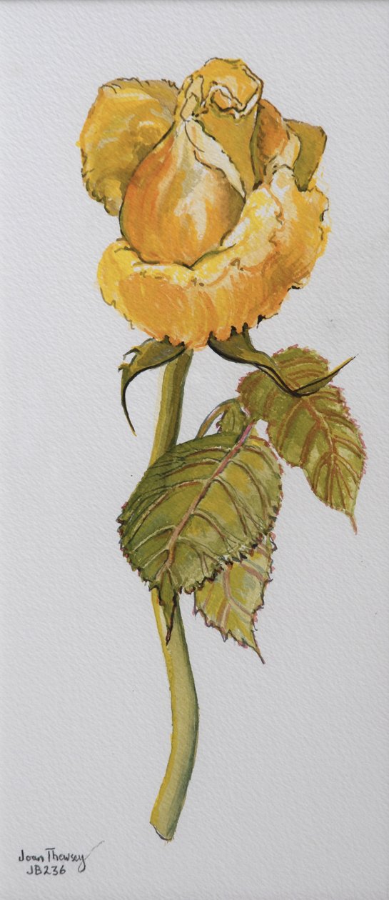 Tek Sarı Gül Arthur Bell 2006 (kağıt üzerine sulu boya) by Joan Thewsey