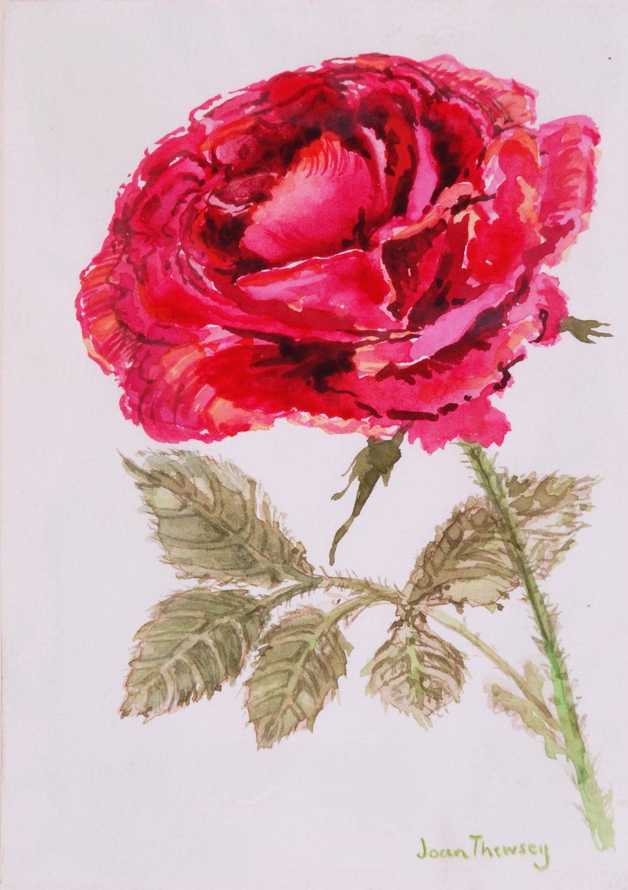 Kırmızı Gül, 2000, El yapımı kağıt üzerine suluboya by Joan Thewsey