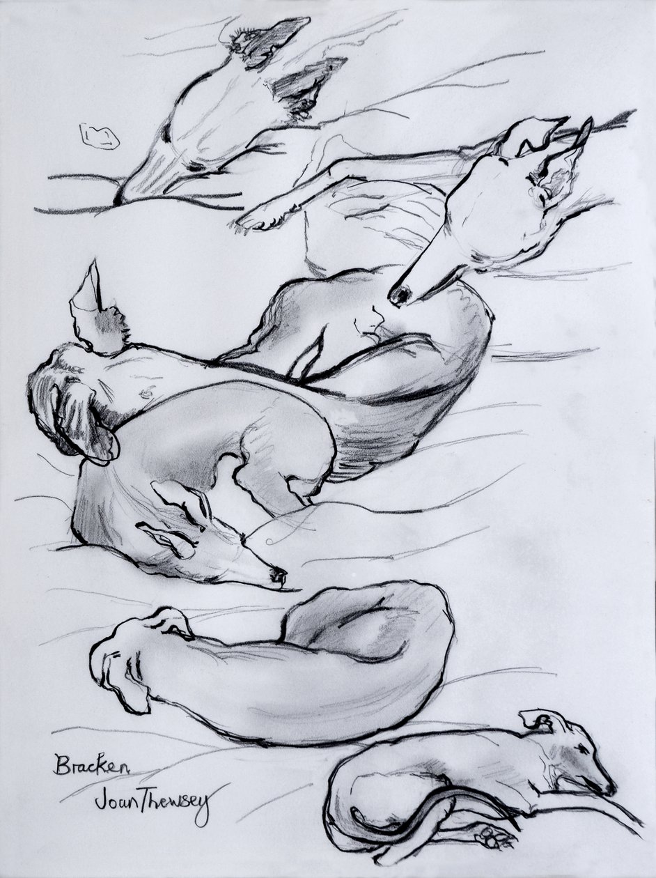 Bracken, tazı, 2000, (kalem) by Joan Thewsey