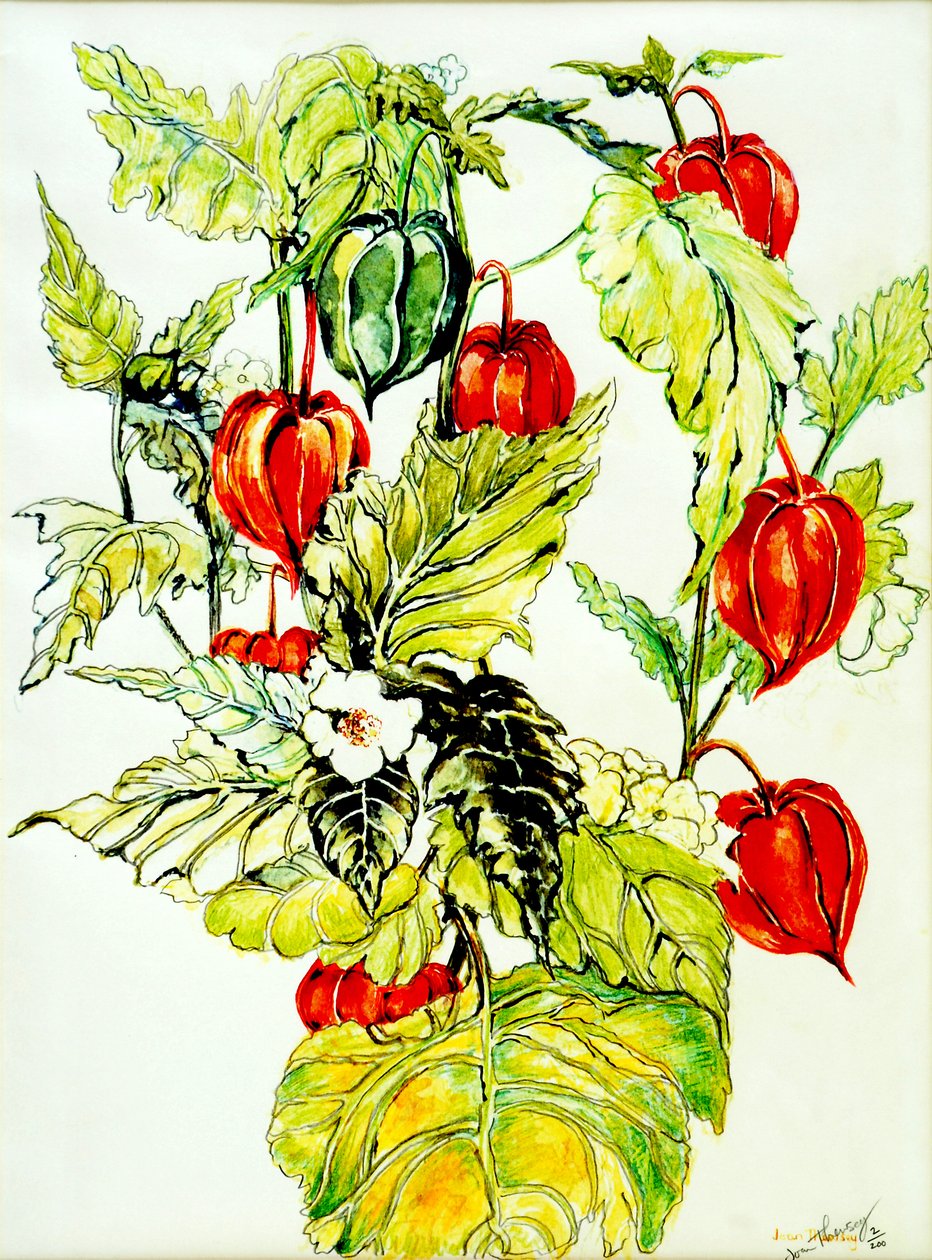 Çin Fener Spreyi,2005,(sulu boya) by Joan Thewsey