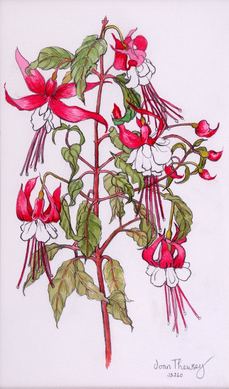 Fuşya, 2000, sulu boya ile kurşun kalem by Joan Thewsey