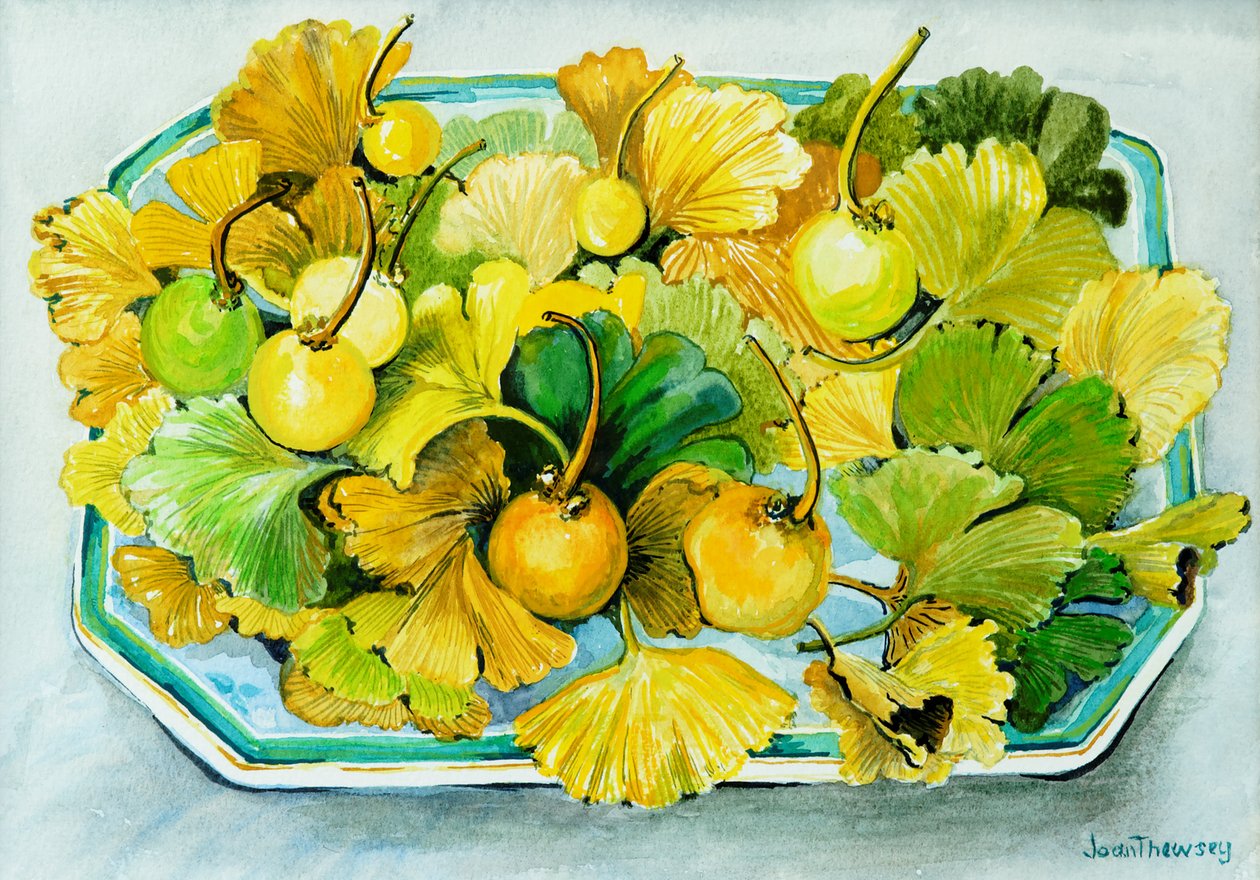 Ginkgo,meyve ve Yapraklar,2010, suluboya by Joan Thewsey