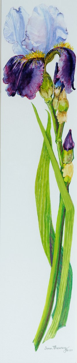 Üç Tomurcuklu İris, 2010, suluboya by Joan Thewsey