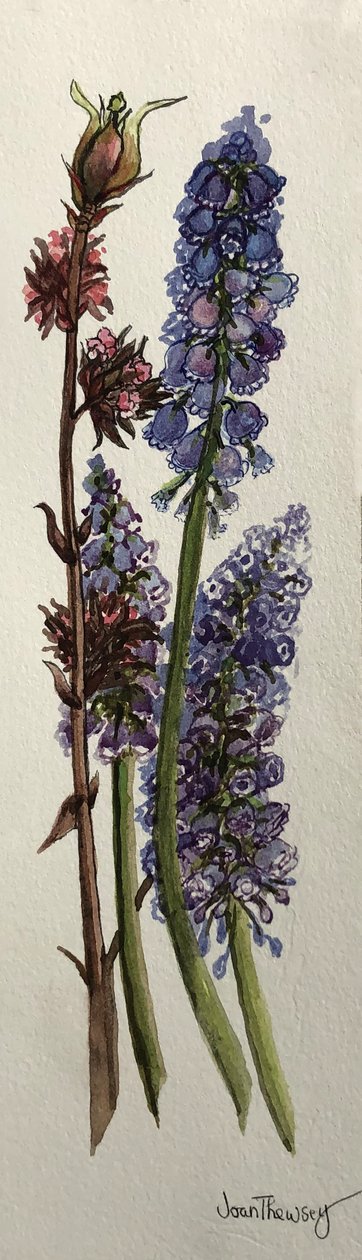 Muscari ve Viburnum bodnantense (sulu boya) by Joan Thewsey