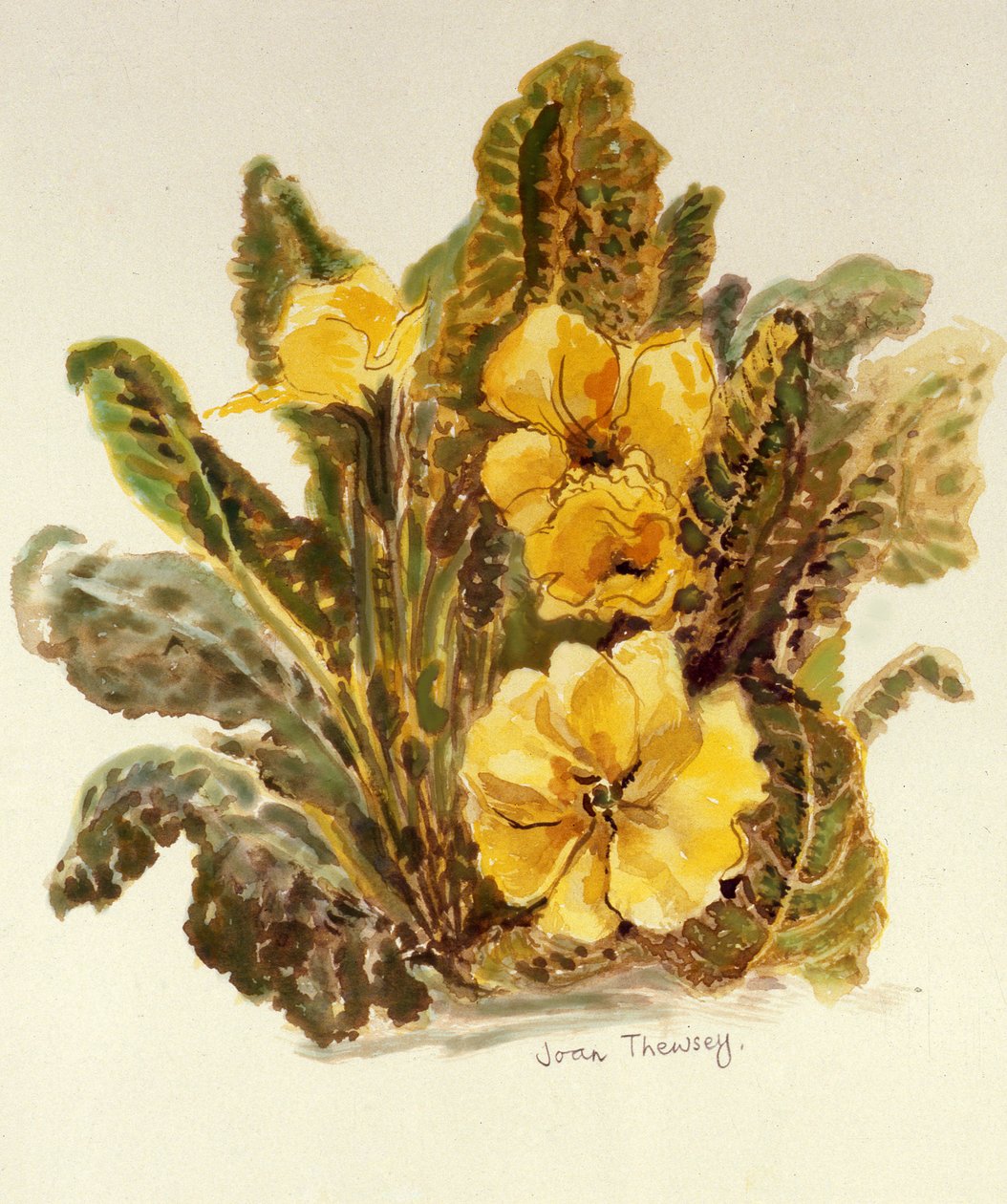 Primrose,2010, el yapımı kağıt üzerine suluboya, by Joan Thewsey
