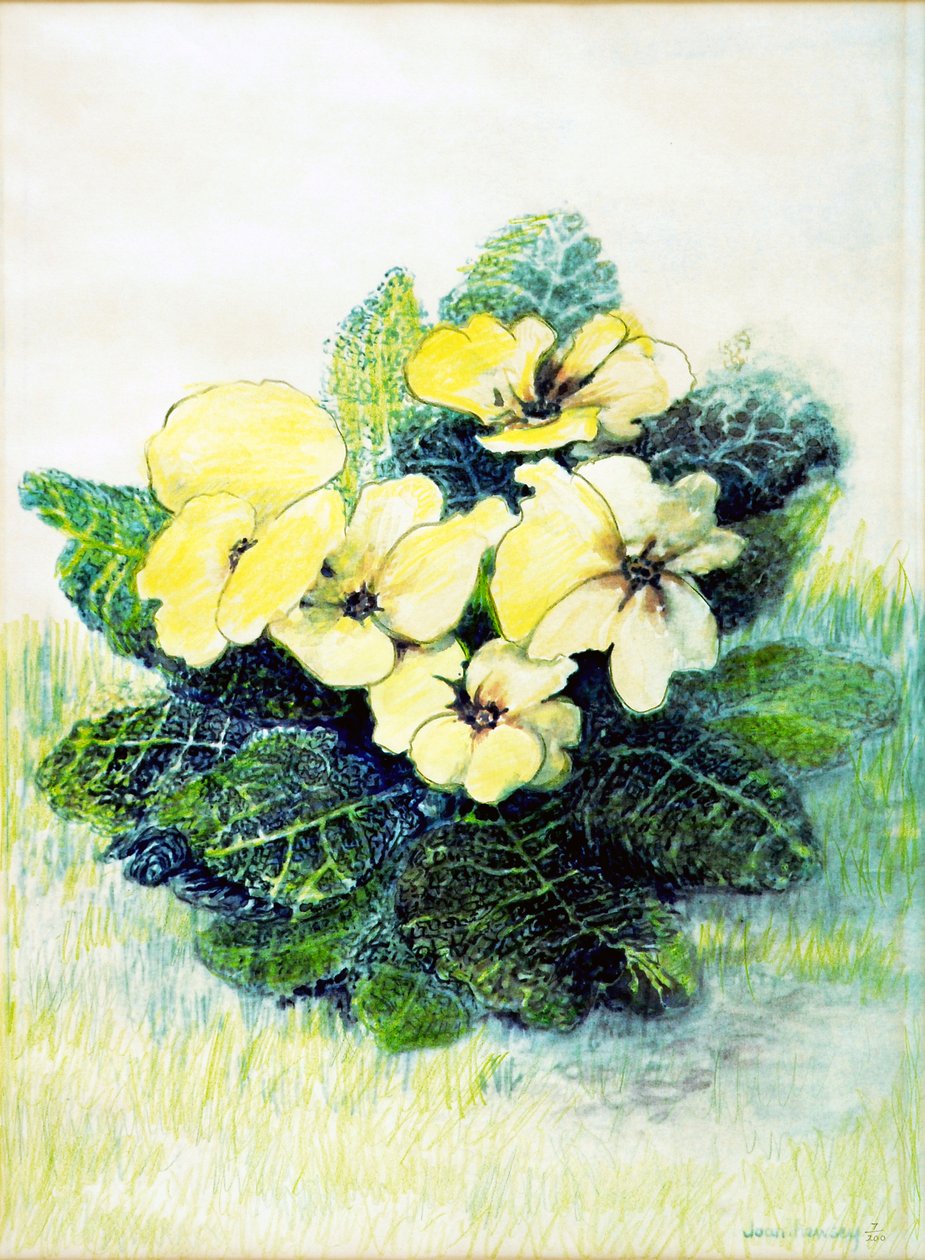 Primrose Soluk Sarı, 2005 (sulu boya) by Joan Thewsey