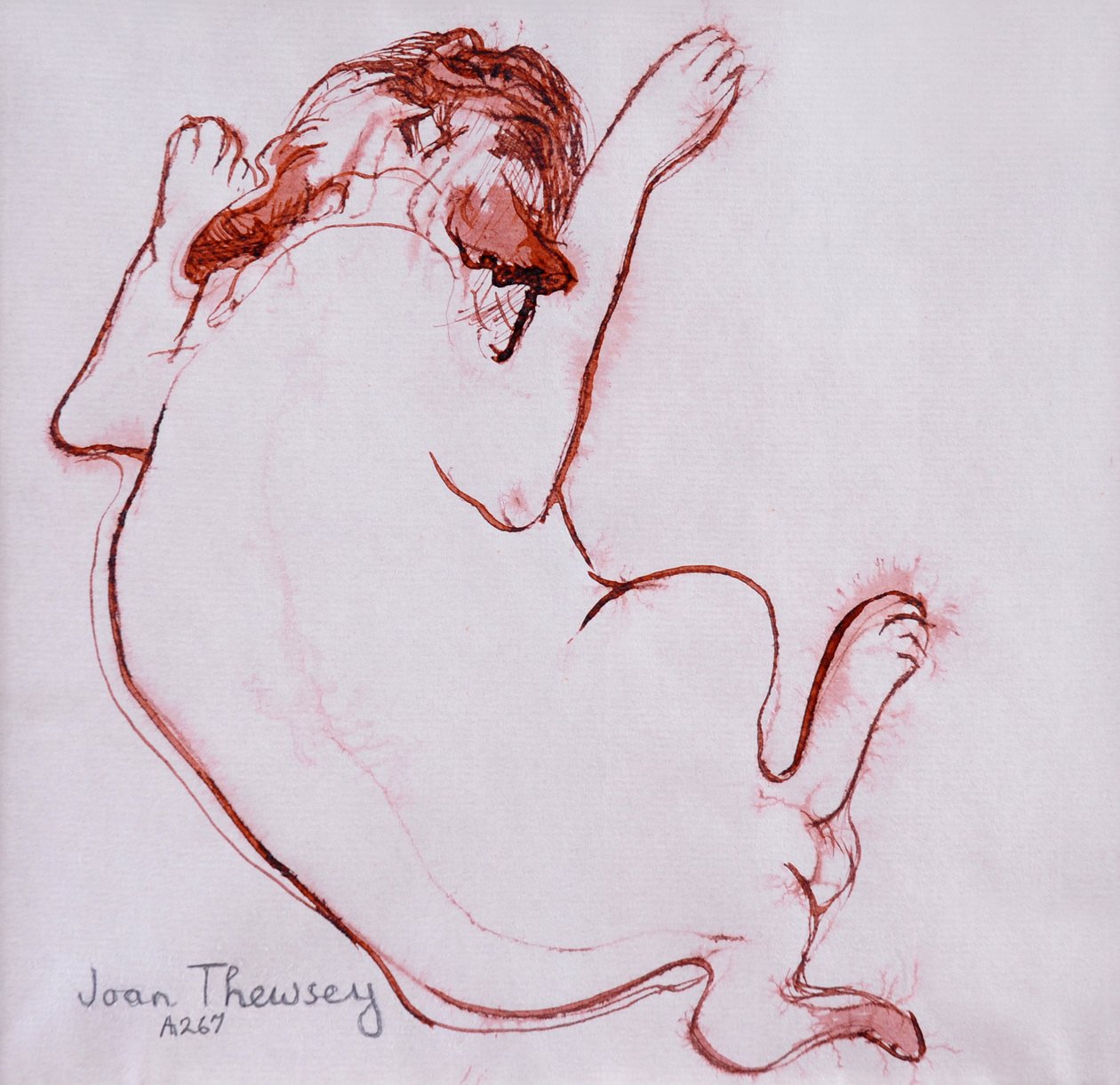 Pug Puppy 1, 2005, (Islak kağıt üzerine mürekkep) by Joan Thewsey