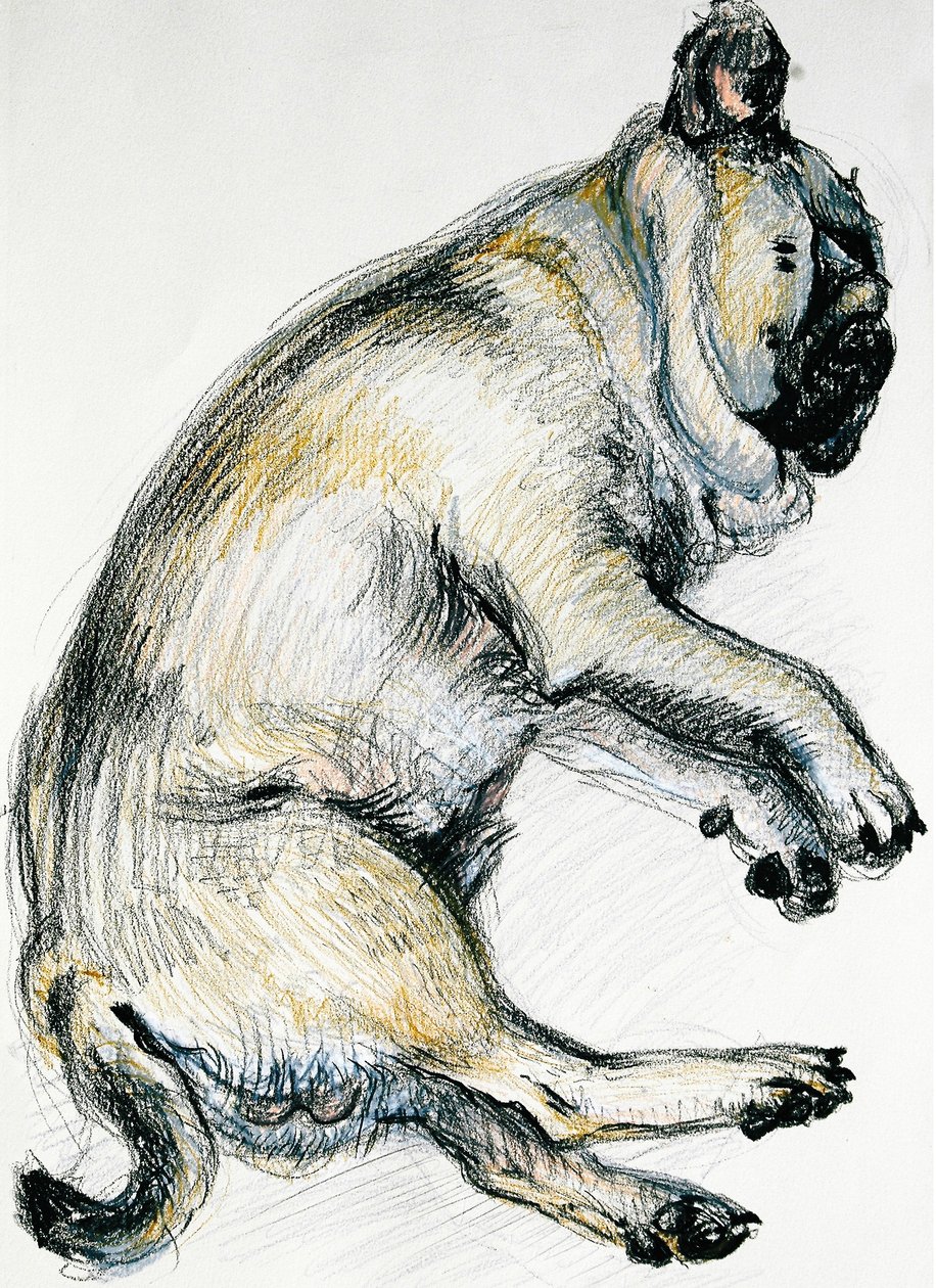 Uyuyan Pug Bir, 2000, (yağlı pastel) by Joan Thewsey