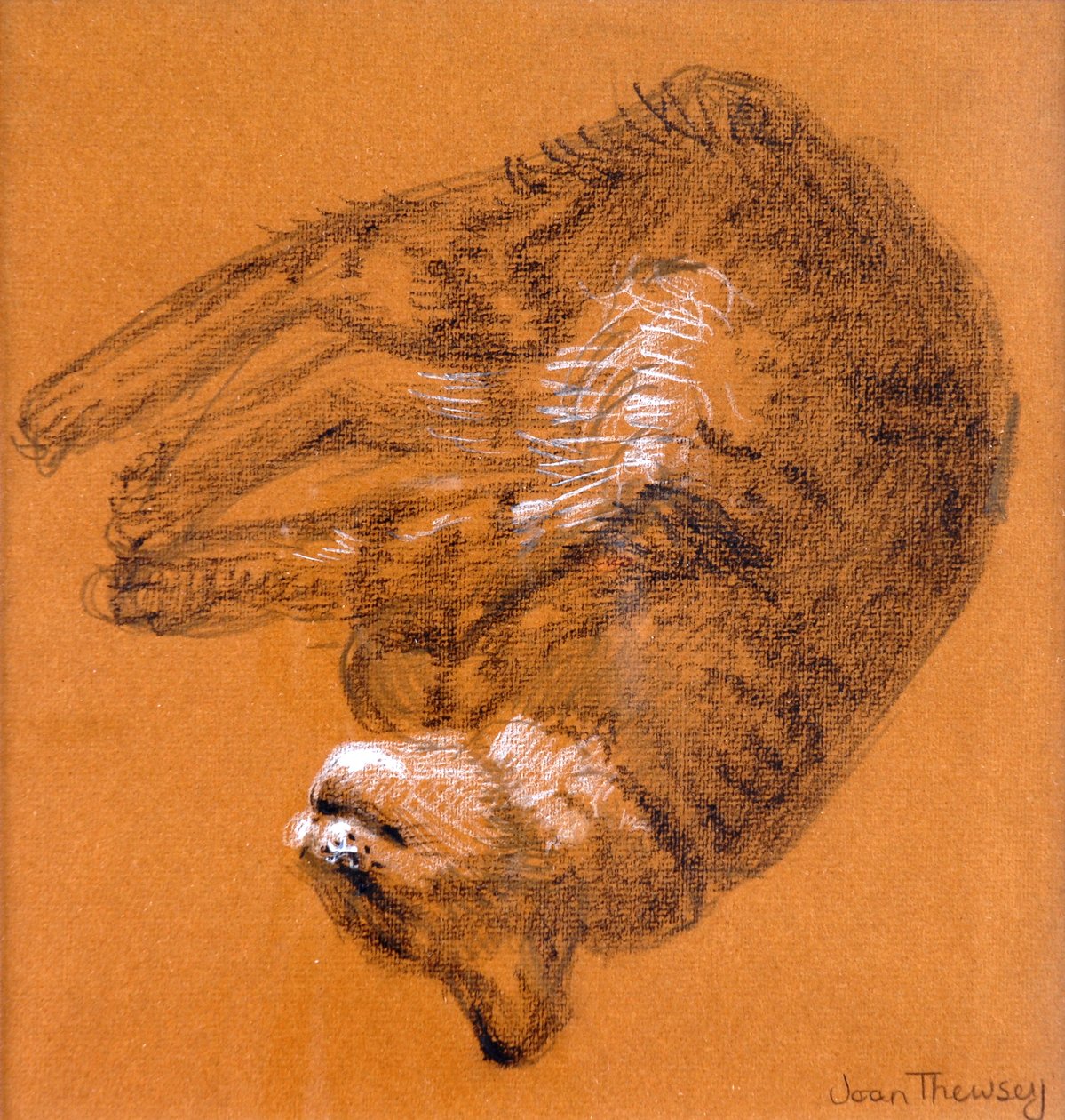 Uyuyan Tekir Kedi,2005,(grafit ve beyaz pastel) by Joan Thewsey