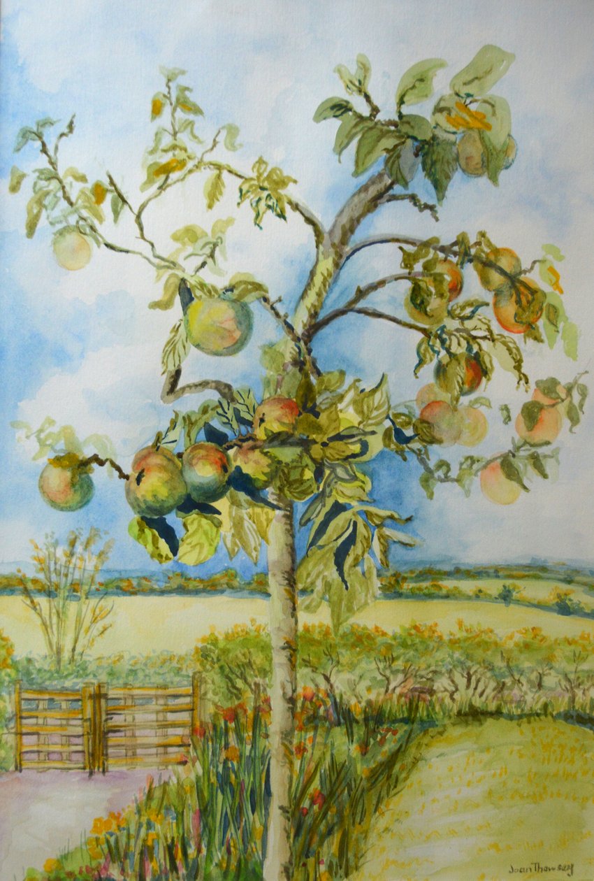 Elma Ağacı, 2001 by Joan Thewsey