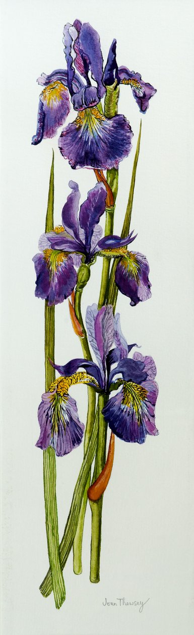 Yapraklı Üç Süsen,2010,suluboya by Joan Thewsey