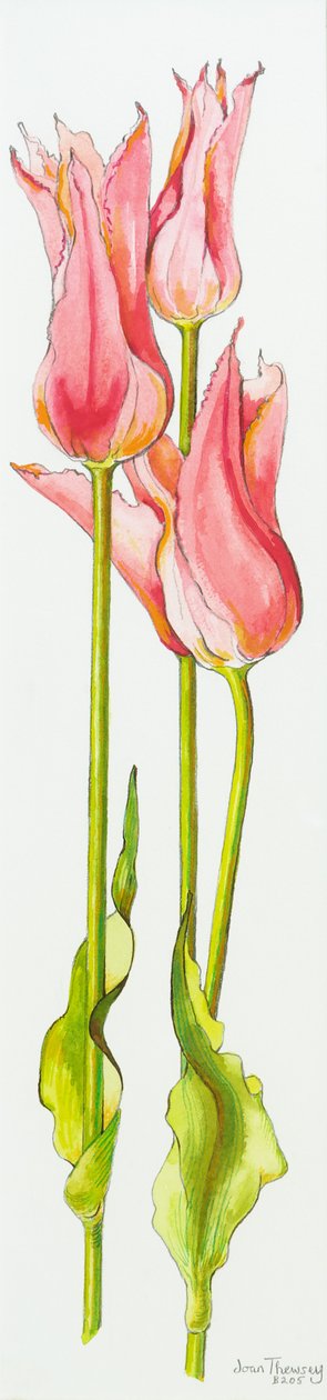 Üç Kırmızı Zambak-Çiçekli Lale Marianne,suluboya,2010 by Joan Thewsey