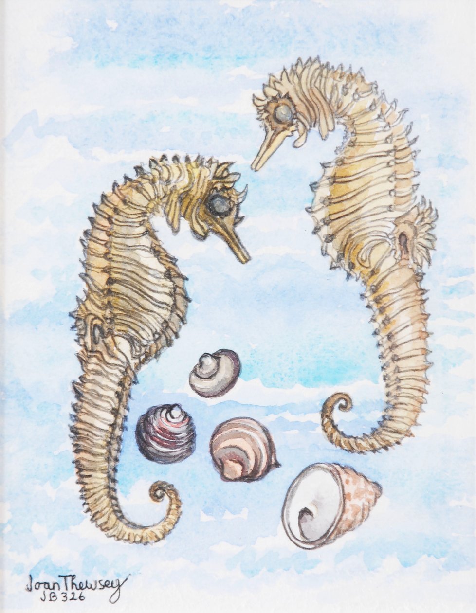 İki Denizatı, Kabuklu, 2000, (kalem ve sulu boya) by Joan Thewsey