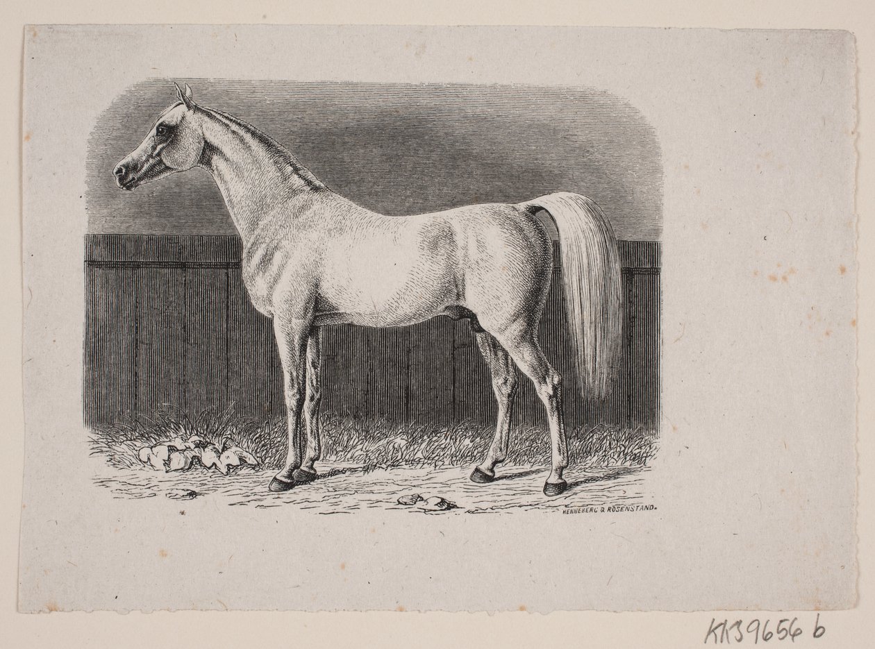 Bir at by Johan Frederik Rosenstand