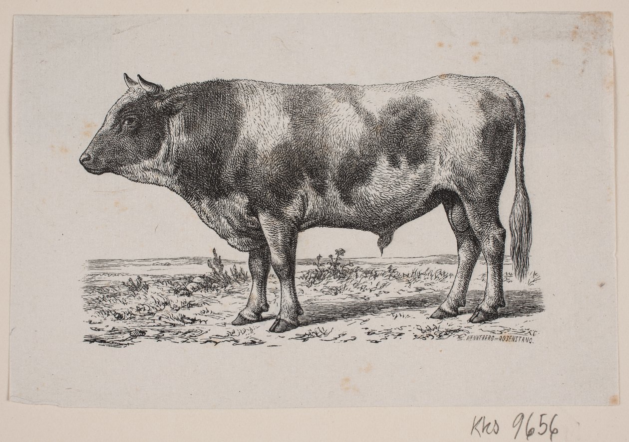 Bir boğa by Johan Frederik Rosenstand