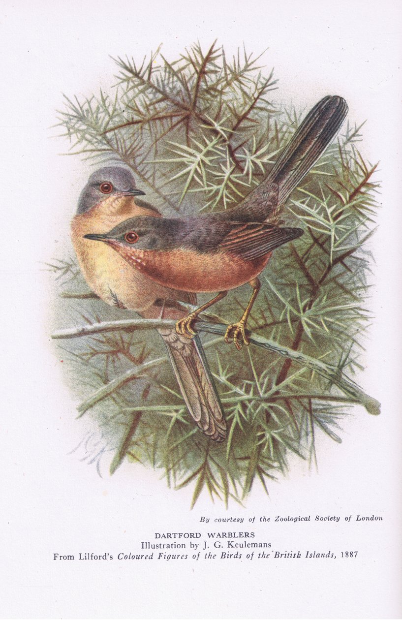 Dartford Warblers, İngiltere