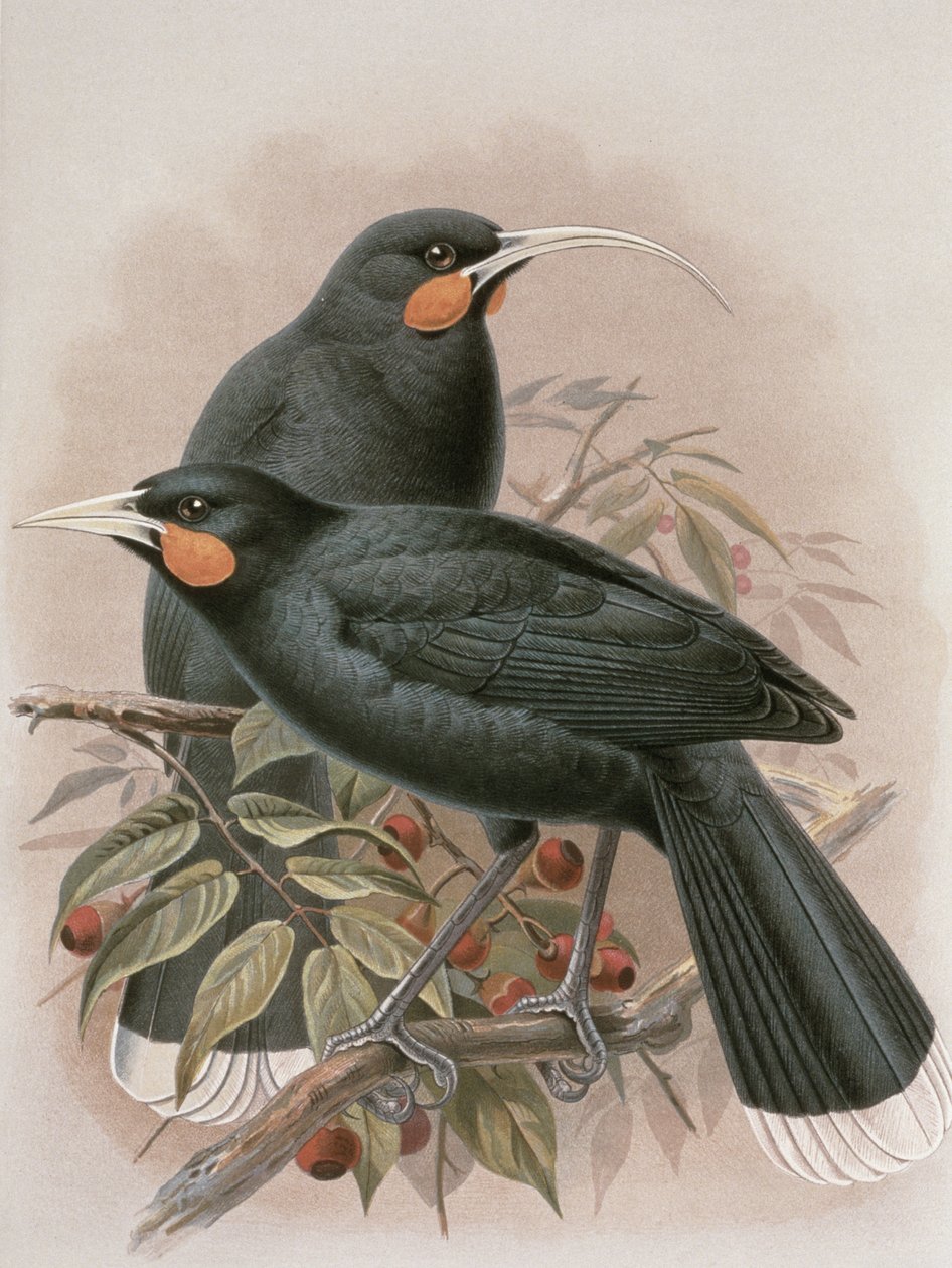 Huia, W.L.