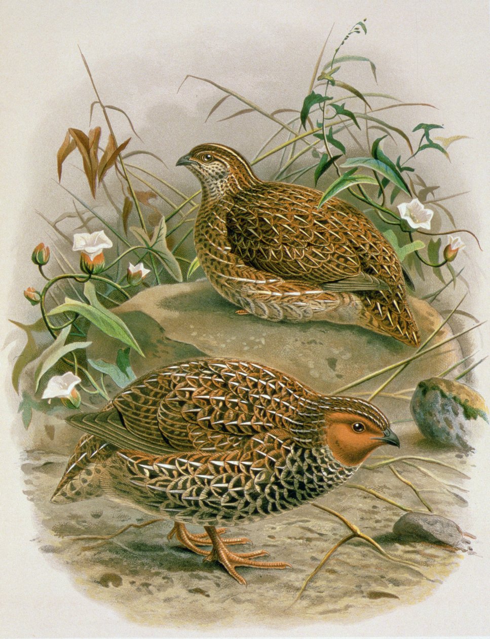 New Zealand Quail, illustration from 