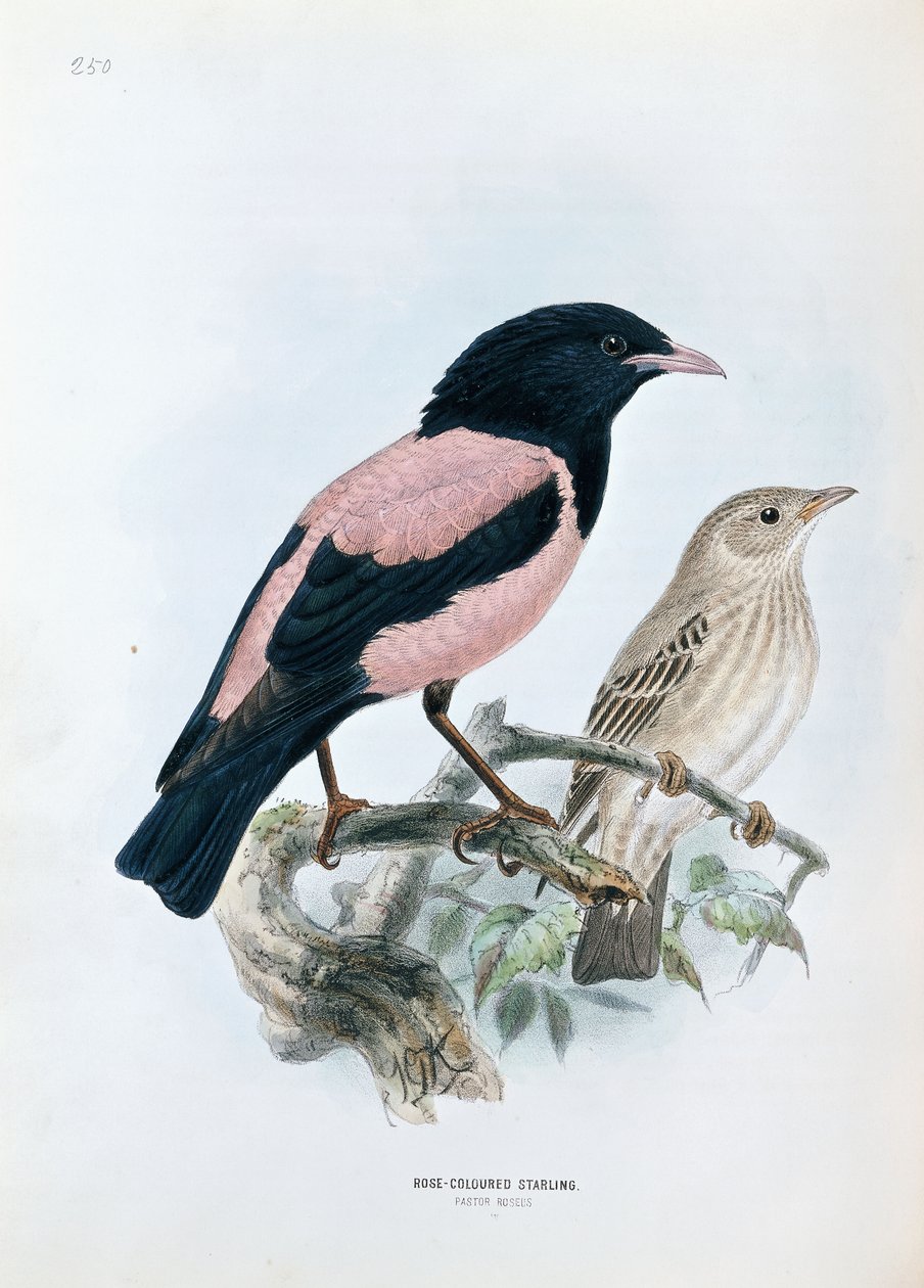 Gül rengi Starling by Johan Gerard Keulemans