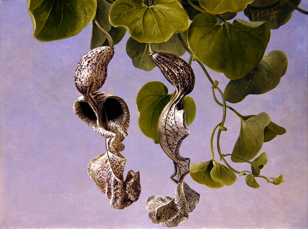 Osterluzei Çiçekleri (Aristolochia Cymbifera) by Johan Laurents Jensen
