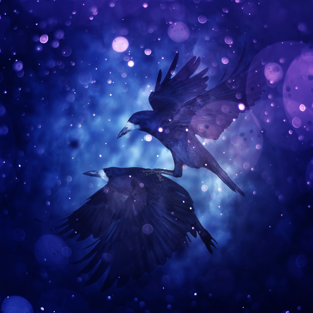 Bird Kingdom 3, 2018 (dijital fotoğraf sanatı) by Johan Lilja