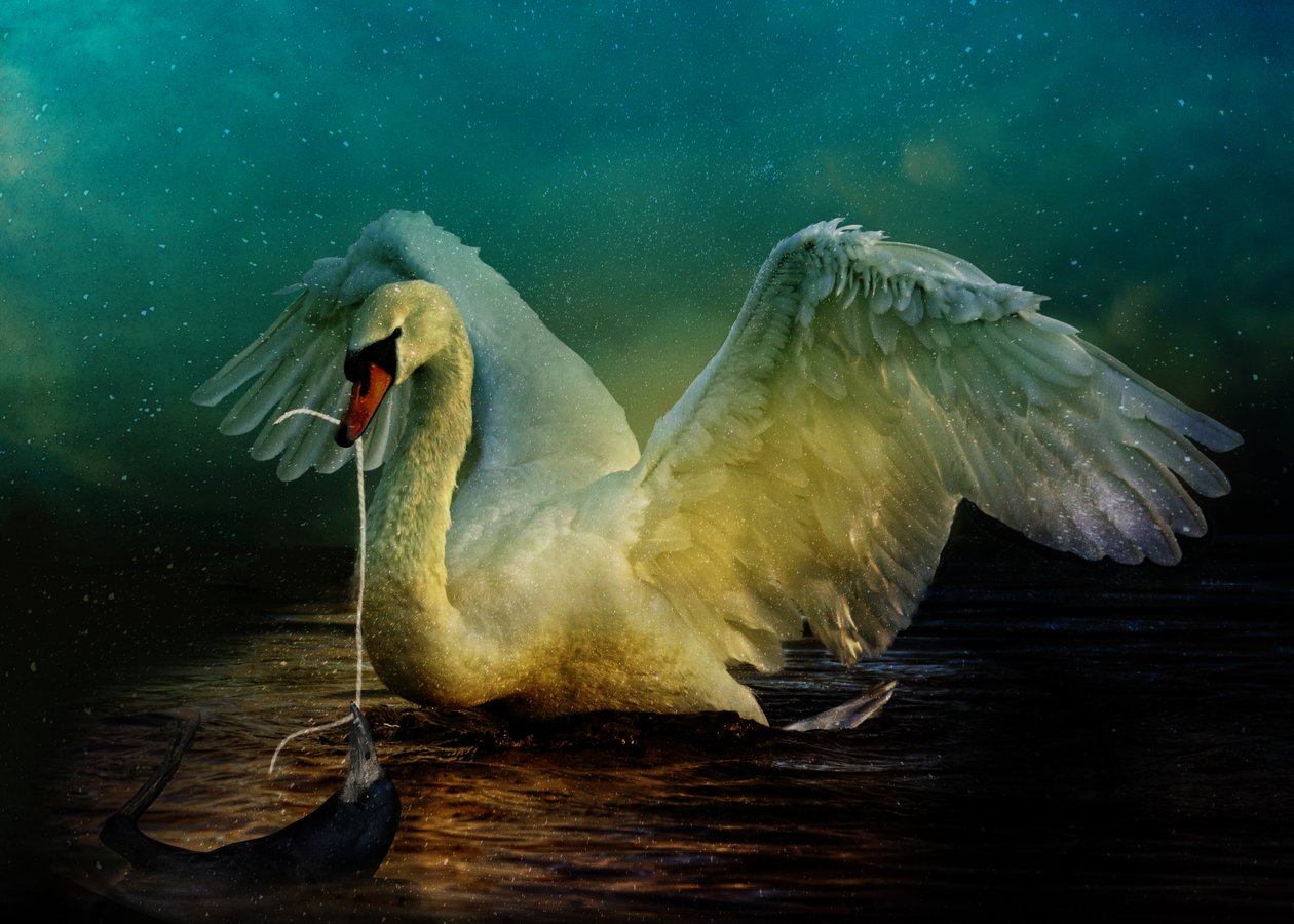 Bird Kingdom 6, 2018 (dijital fotoğraf sanatı) by Johan Lilja