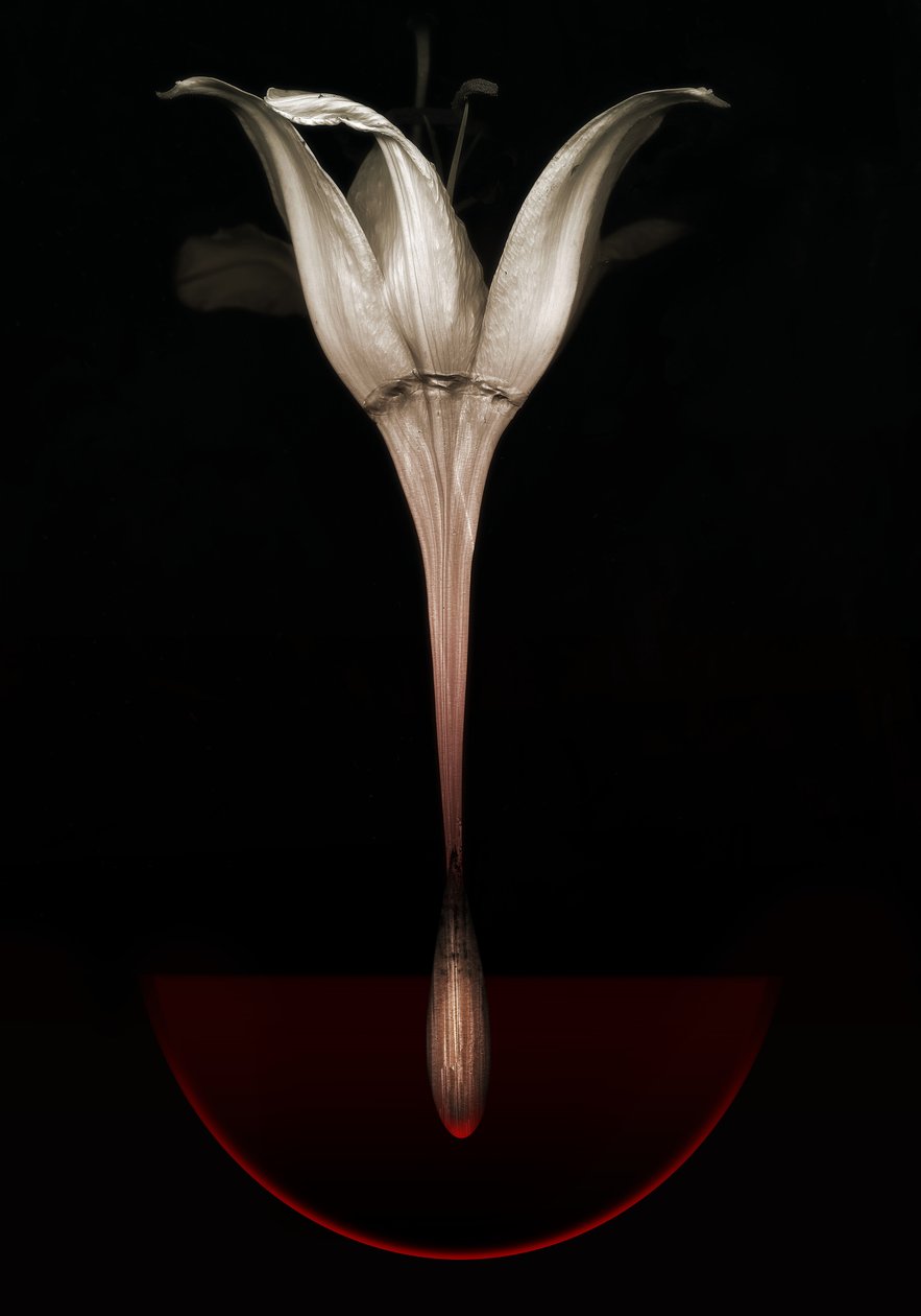 Kanayan zambak, 2013 (fotoğraf) by Johan Lilja