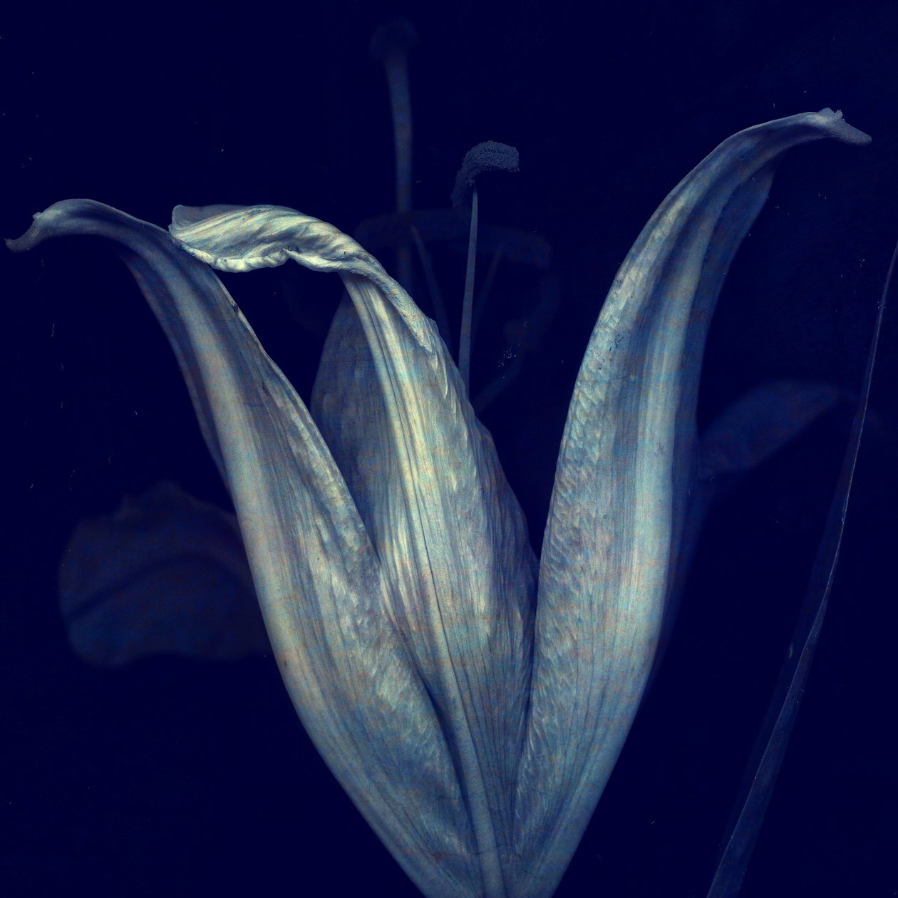 Lily 1, 2018 (dijital fotoğraf sanatı) by Johan Lilja