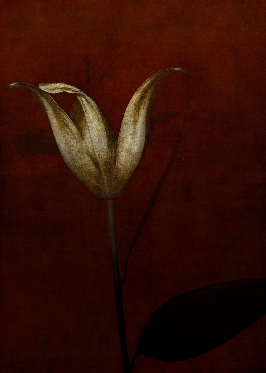 Lily, 2015 (dijital fotoğraf sanatı) by Johan Lilja
