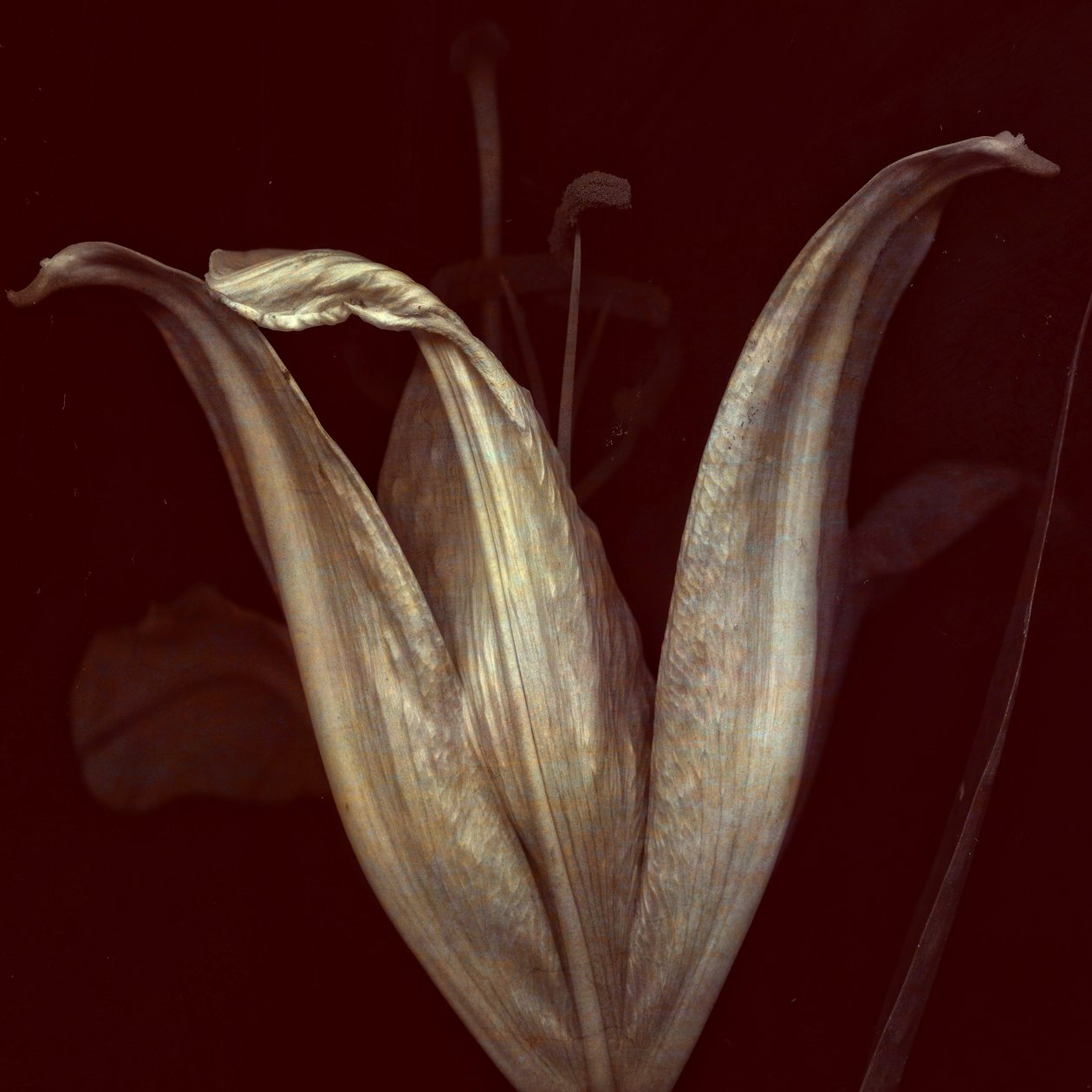 Lily 2, 2018 (dijital fotoğraf sanatı) by Johan Lilja