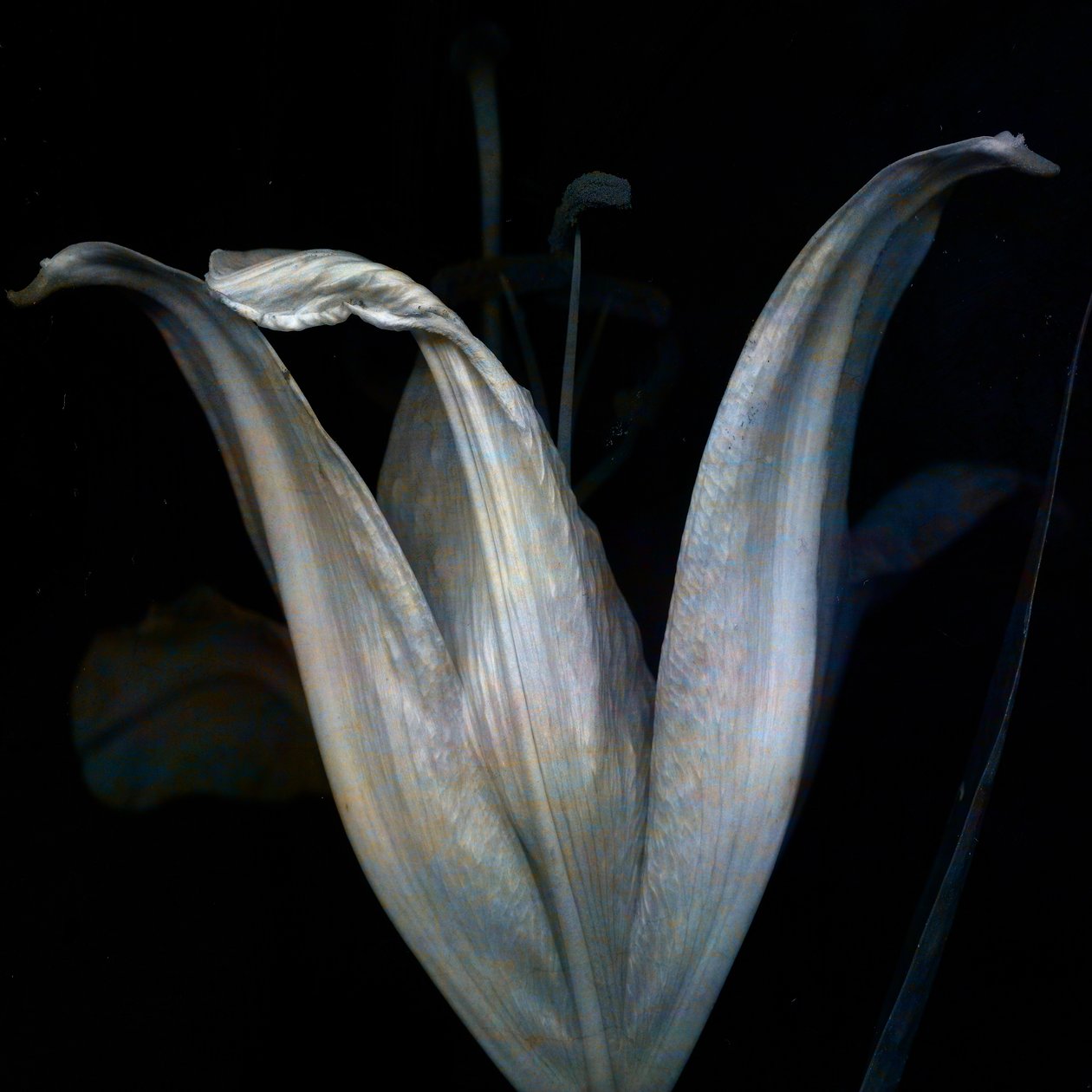 Lily 3, 2018 (dijital fotoğraf sanatı) by Johan Lilja