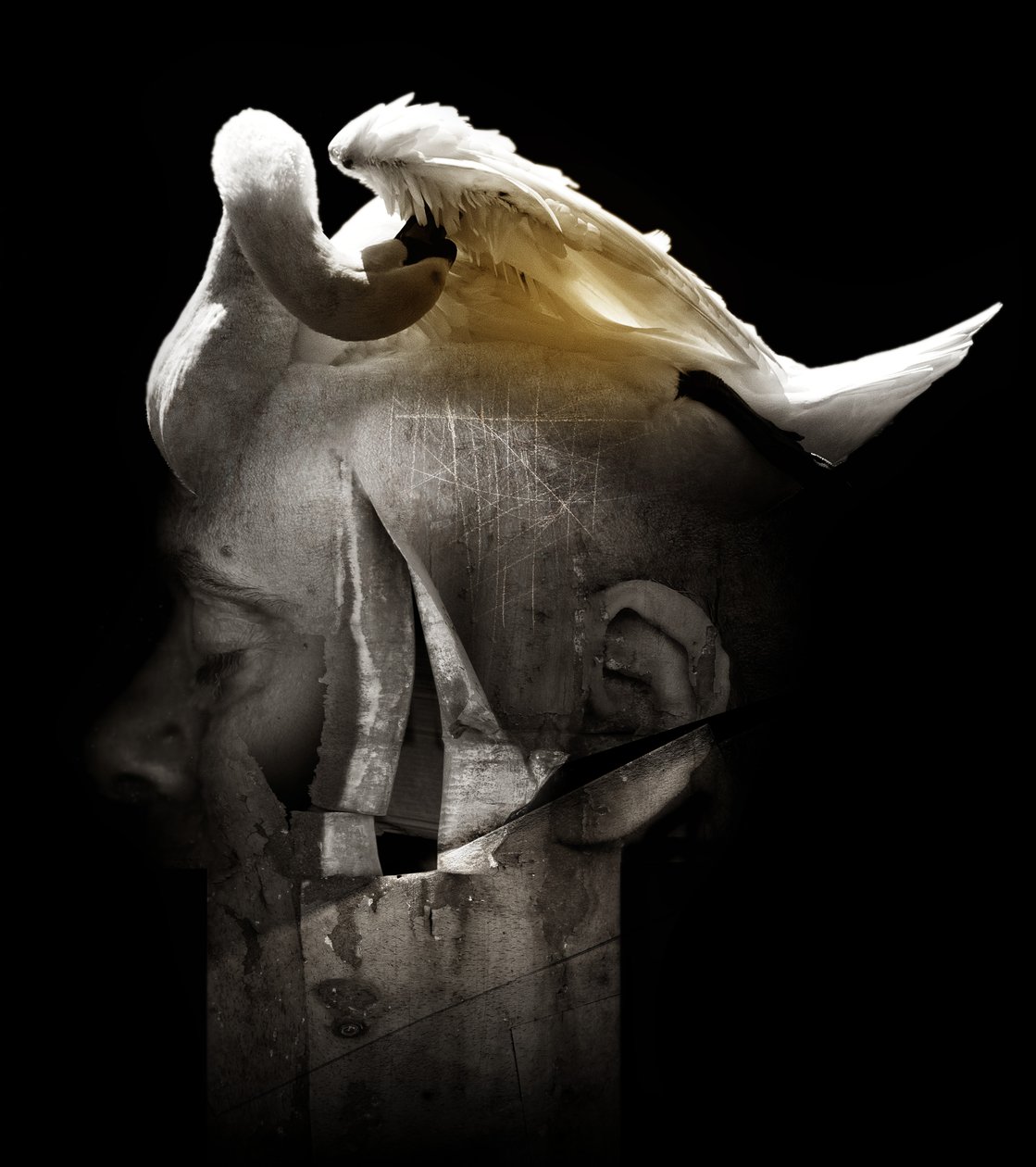 Kuğu, 2013 (fotoğraf) by Johan Lilja