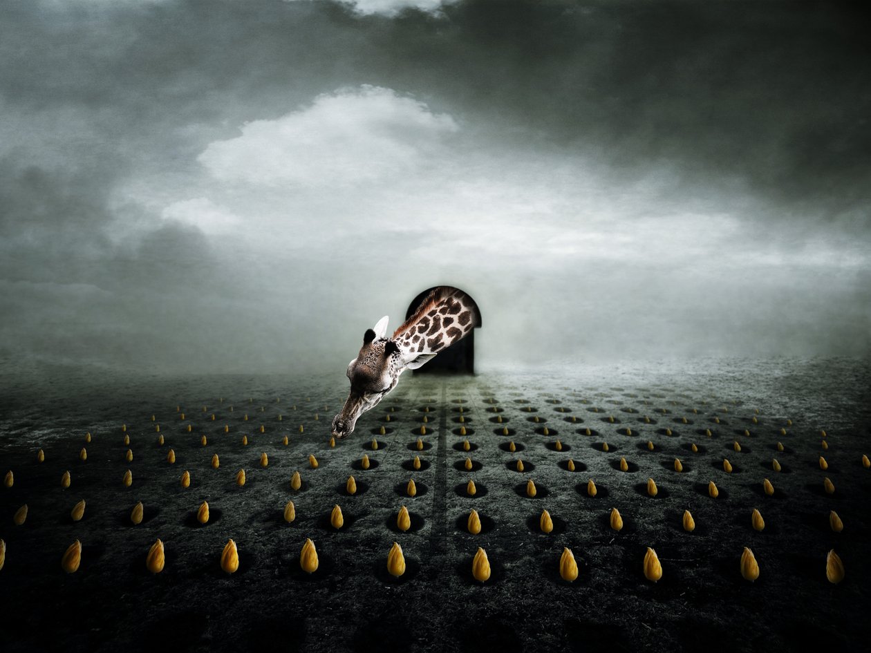 Ttulip hırsızı 2, 2013 (fotoğraf) by Johan Lilja
