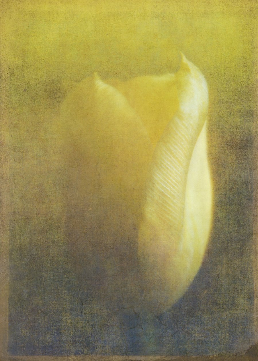 Lale, 2015 (dijital fotoğraf sanatı) by Johan Lilja