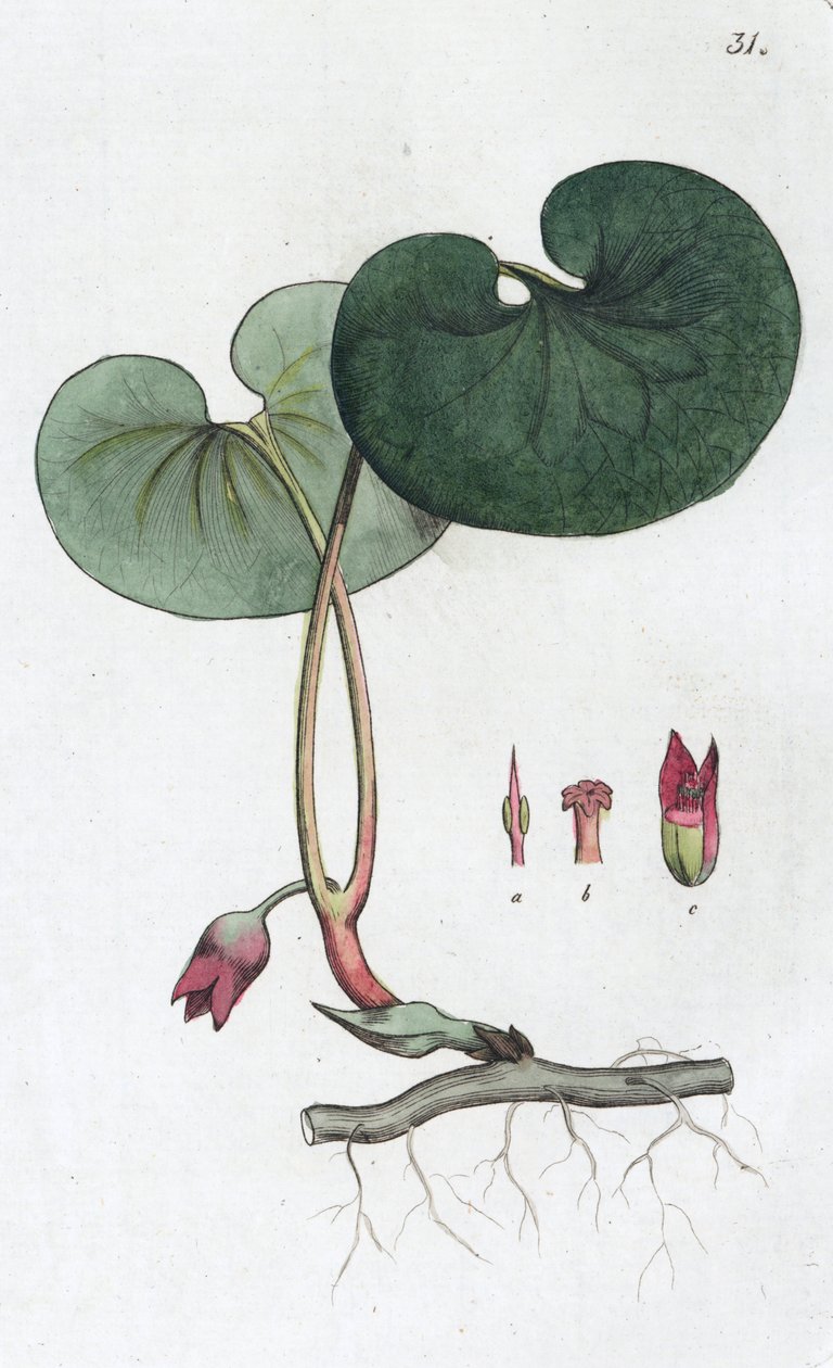 Asarabacca Asarum europaeum, 1804-1811 by Johan Wilhelm Palmstruch