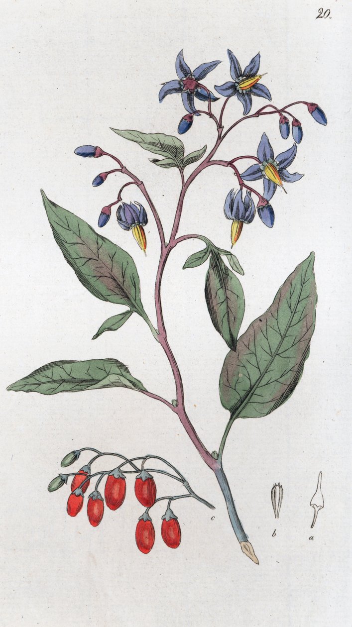 Acı tatlı Solanum dulcamara, 1804-1811 by Johan Wilhelm Palmstruch