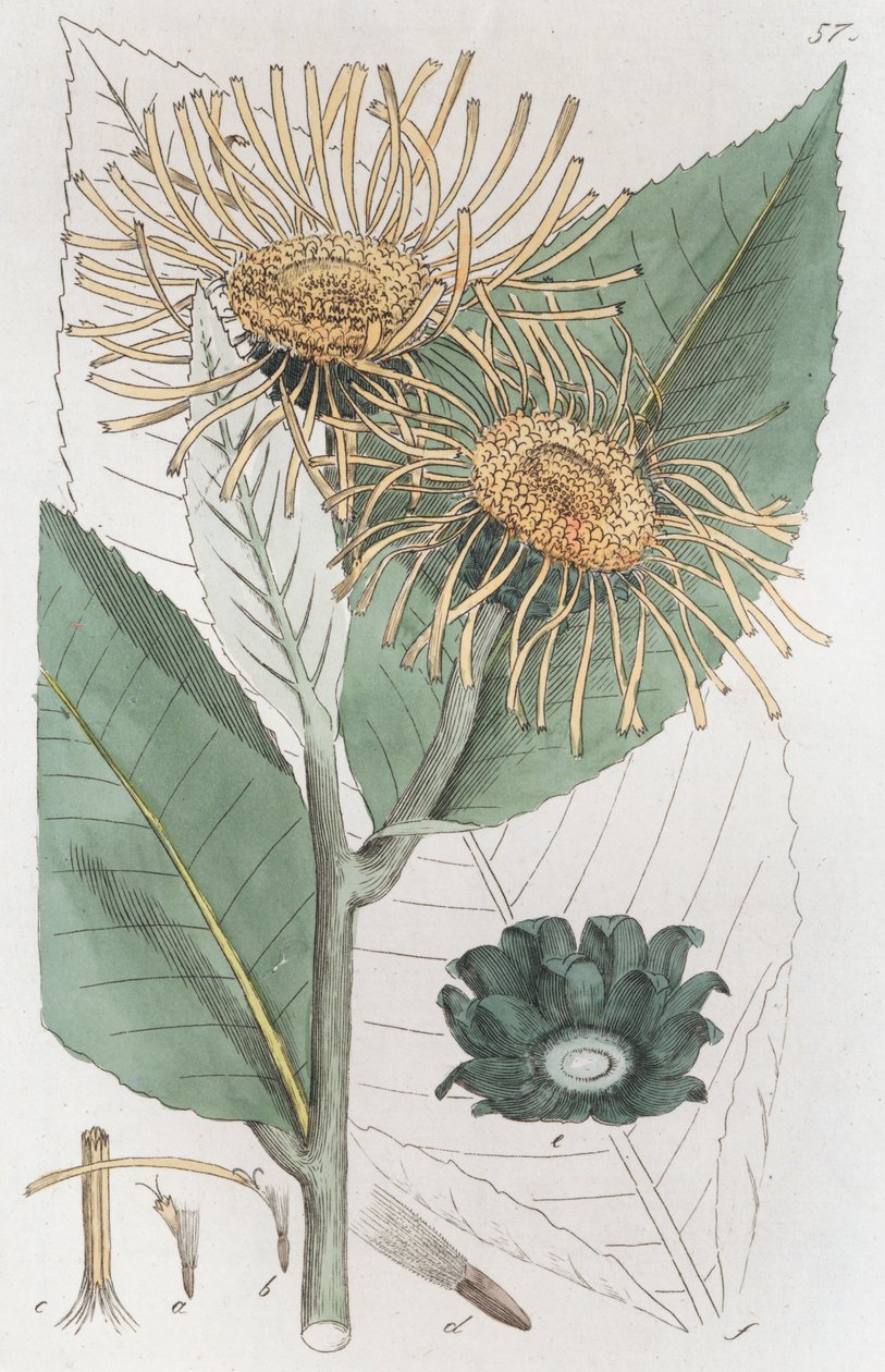 Elecampane Inula helenyum, 1804-1811 by Johan Wilhelm Palmstruch