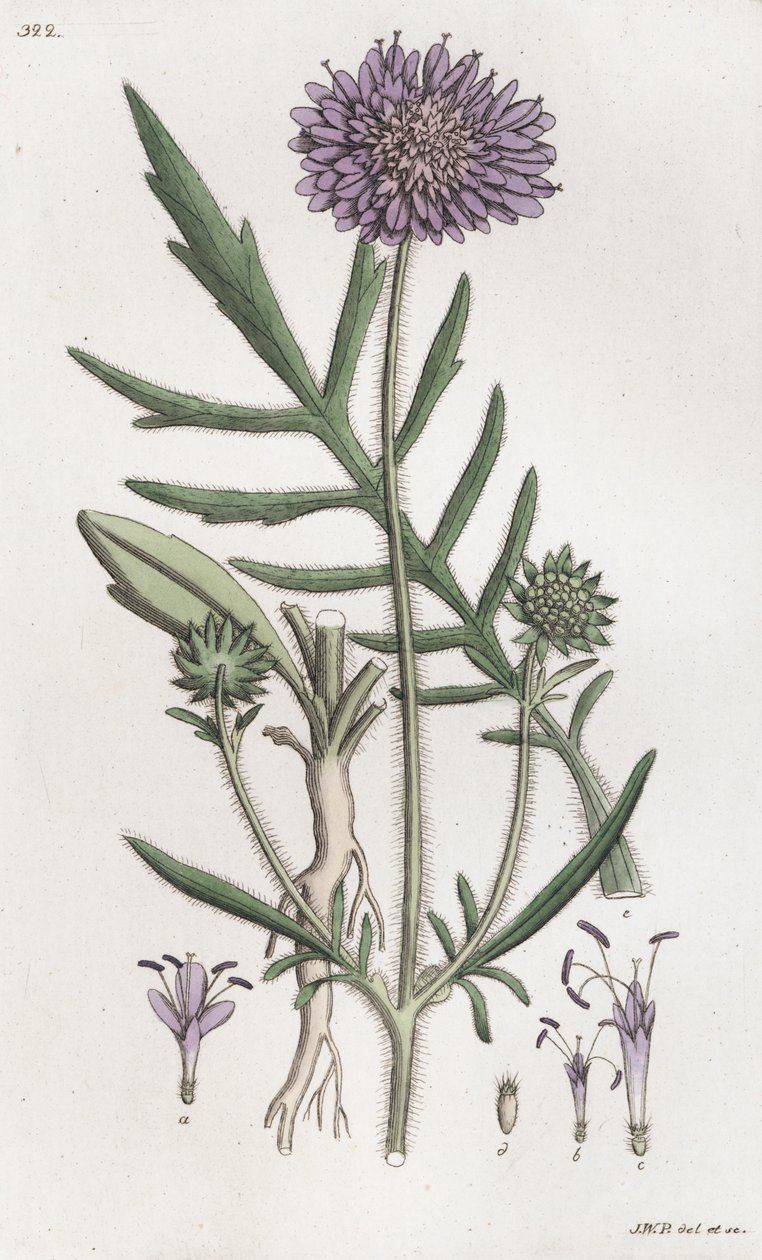 Tarla Uyuz Knautia arvensis, 1804-1811 by Johan Wilhelm Palmstruch
